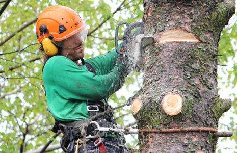 L’EXPERT EN ABATTAGE D’ARBRE