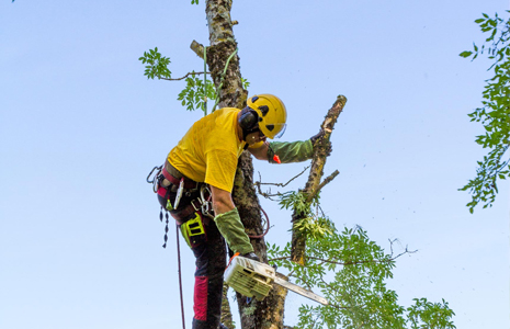 ABATTAGE D’ARBRE EN SITUATION COMPLEXE