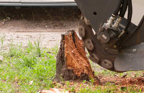 DESSOUCHAGE D’ARBRE