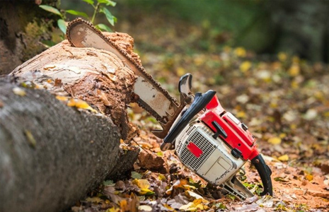 TRAVAUX D’ABATTAGE D’ARBRE